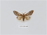 藏品(白斑舟蛾)的圖片